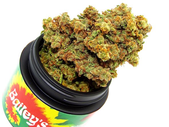 Photograph of product: Blue Dream x Sour Jack Buds | 3.5g | Grown in Organic Living Soil
