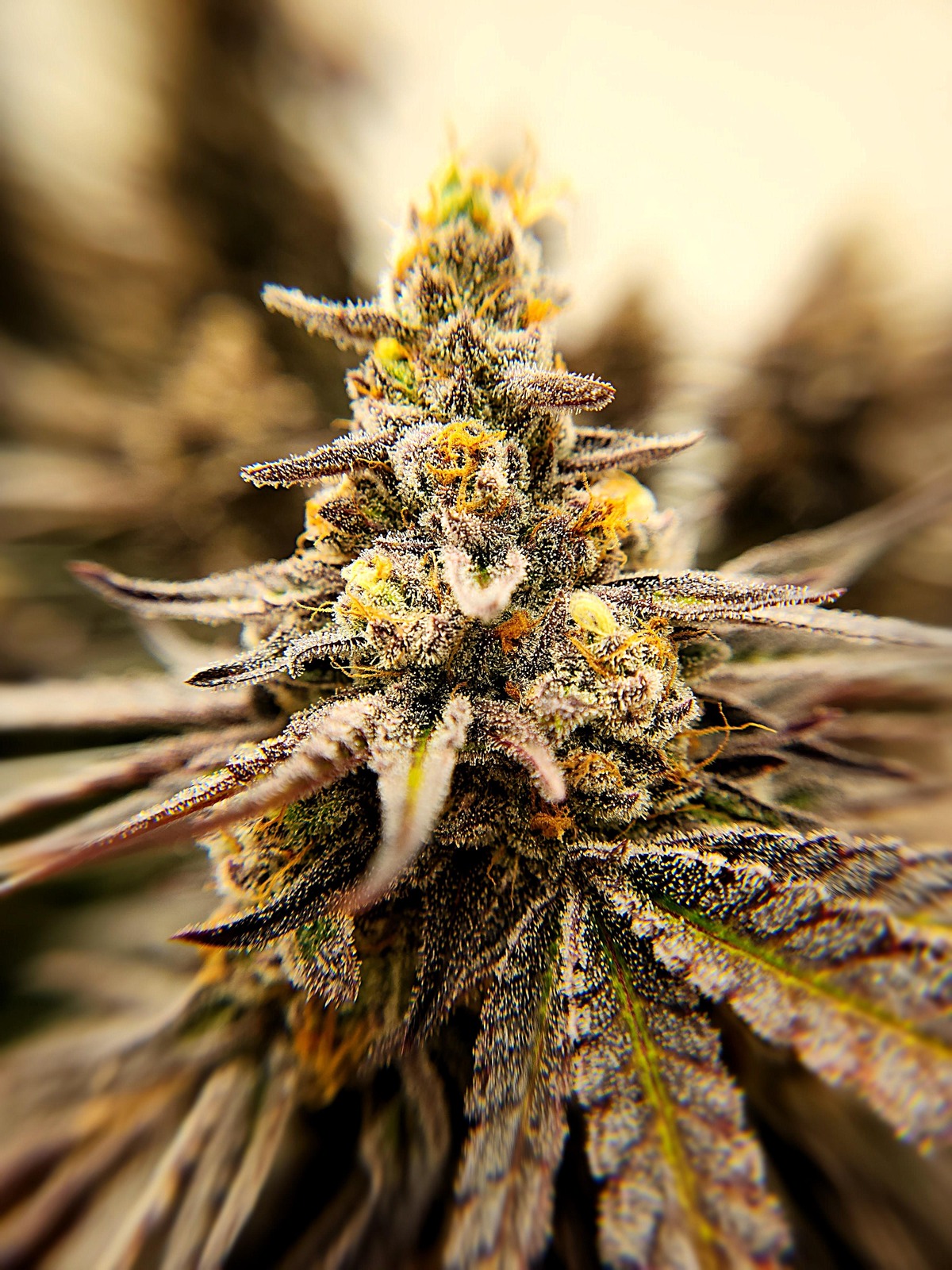 Photograph of product: TRIP 3.5G ROYAL OCTANE