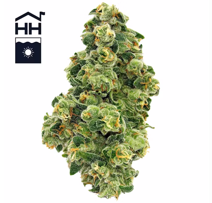 Photograph of product: Harbor House | Orange Vanilla Milano | Flower - 3.5g
