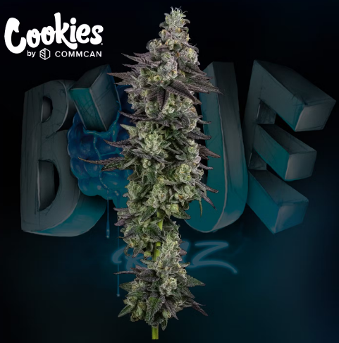 Photograph of product: Cookies Blue Raz (H) Flower 3.5g