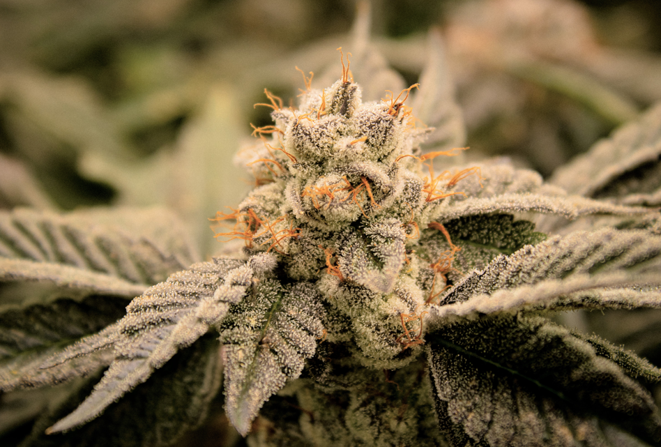 Photograph of product: Slap N Tickle 7g Flower The Heirloom Collective