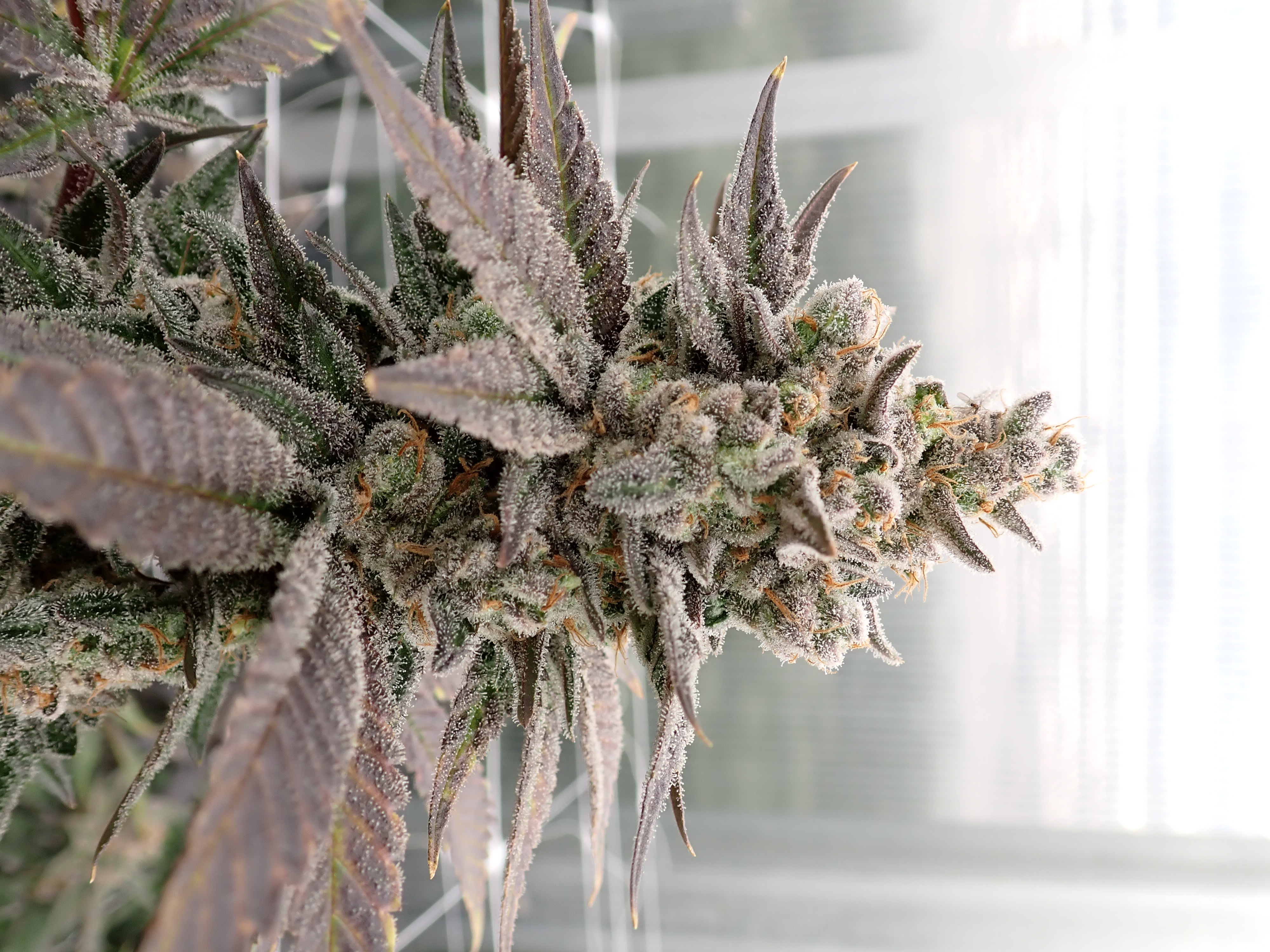 Photograph of product: Miracle Glue (H) - Hermit's Delight - Smalls Pre-Packaged T2 - 28g