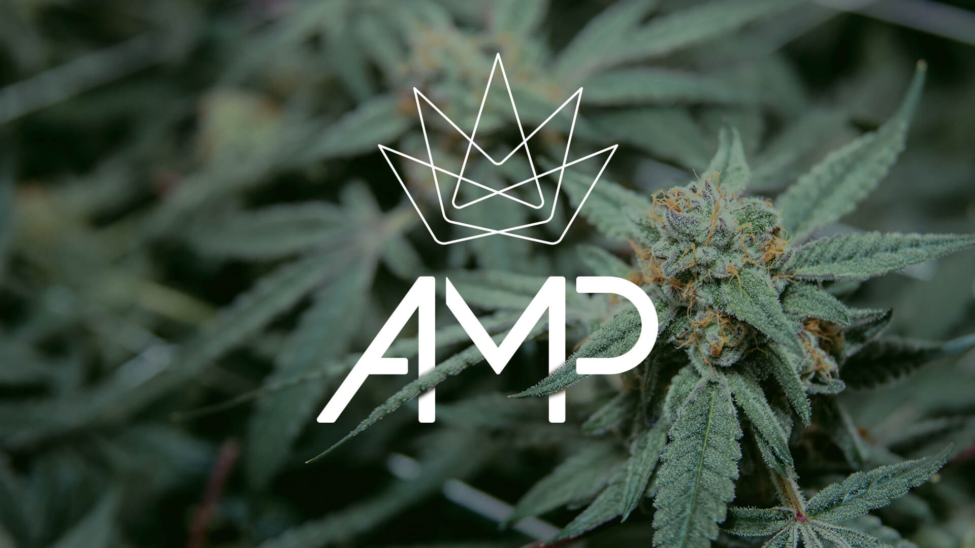 Photograph of product: Blue Dream | 3.5g