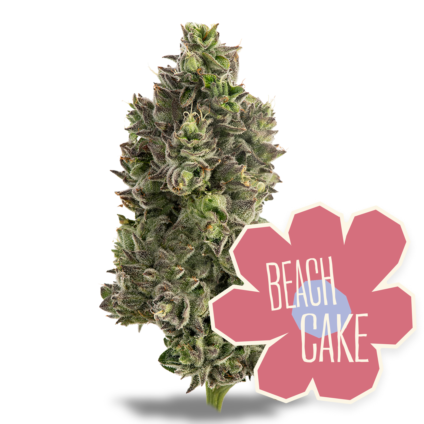 Photograph of product: Beach Cake Flower | 14g