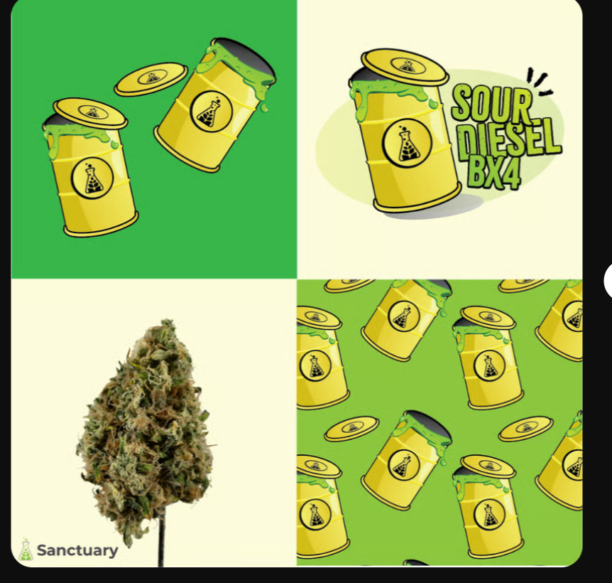 Photograph of product: Sour Diesel BX4 Flower | 3.5G | Sanctuary Medicinals