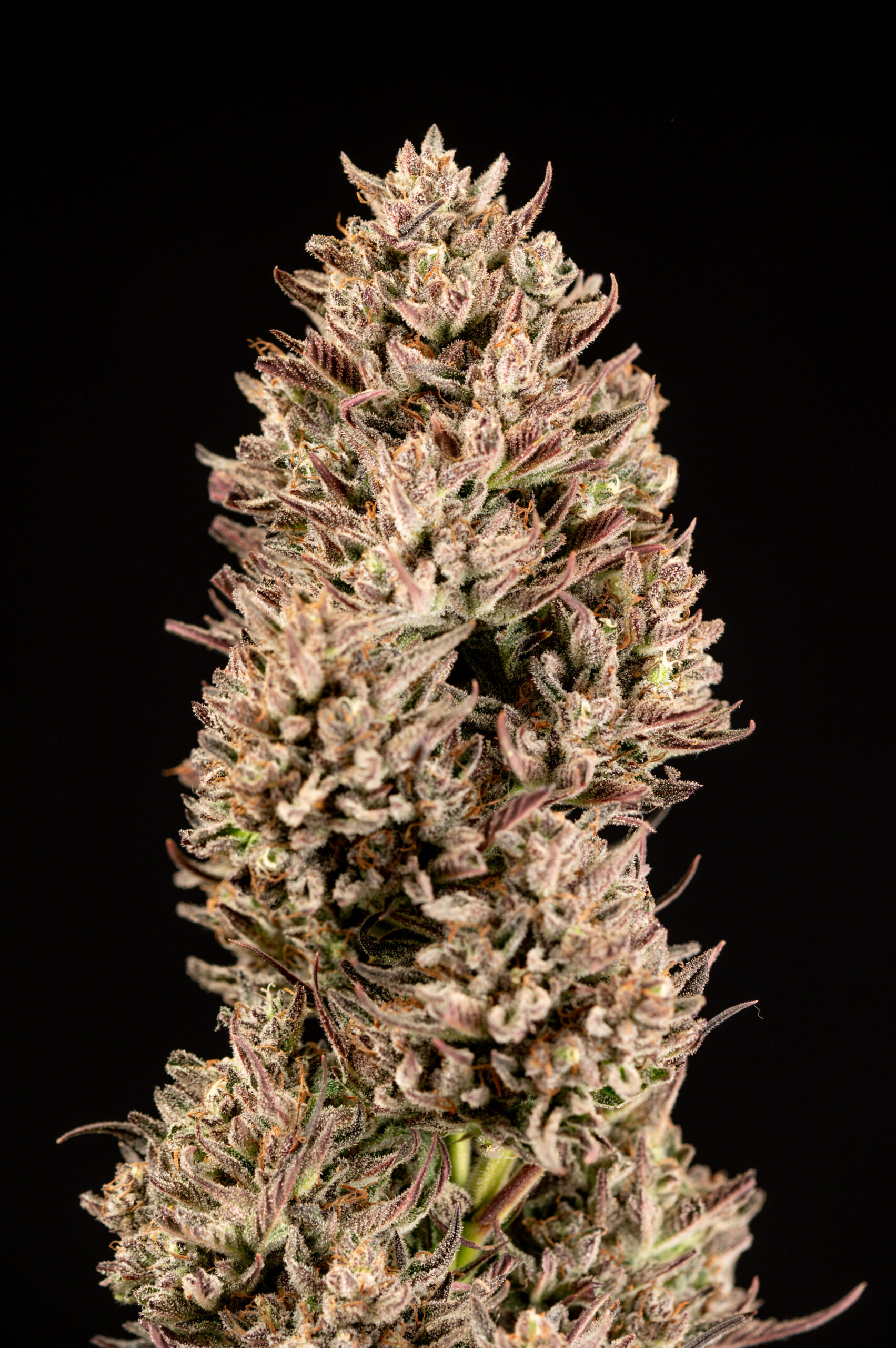 Photograph of product: Melody Genetics | Dark Matter - 28g