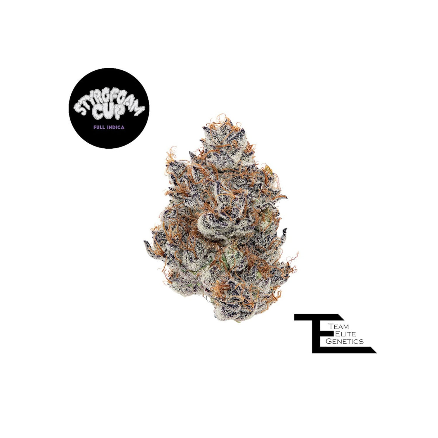 Photograph of product: TEAM ELITE GENETICS - TEG- STYROFOAM CUP - 3.5g