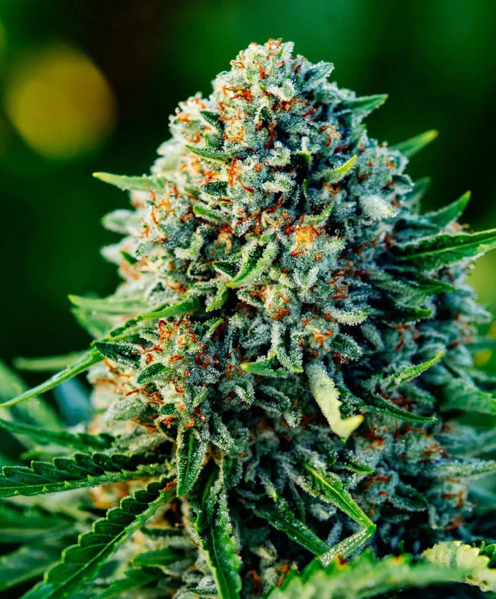 Photograph of product: Gummi Bears | 3.5g