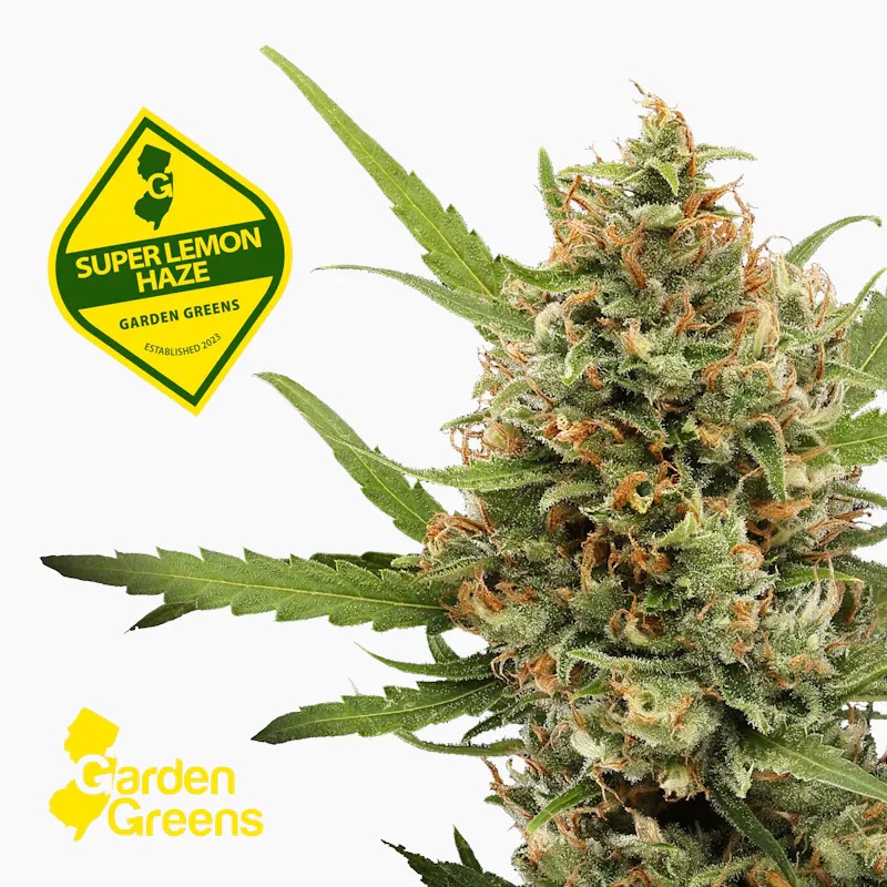 Photograph of product: Garden Greens - Super Lemon Haze Big Buds 3.5g