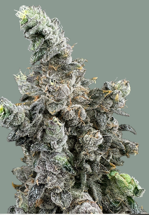 Photograph of product: Vanilla Zoap - 3.5g - Trifecta Farms