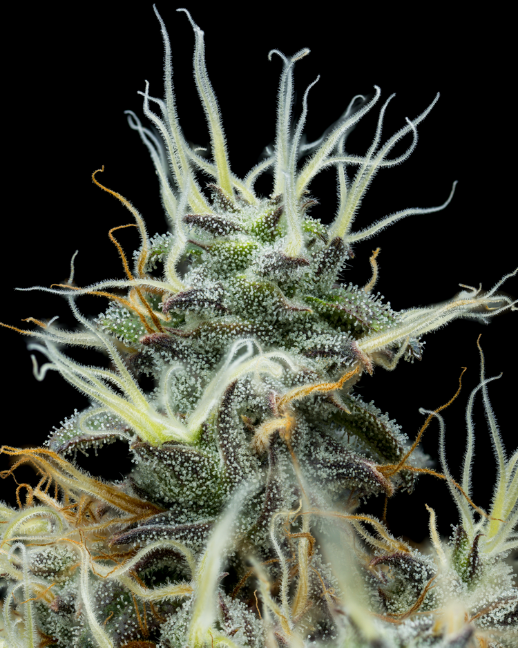 Photograph of product: Peach Milano | 3.5g Flower| FullTilt