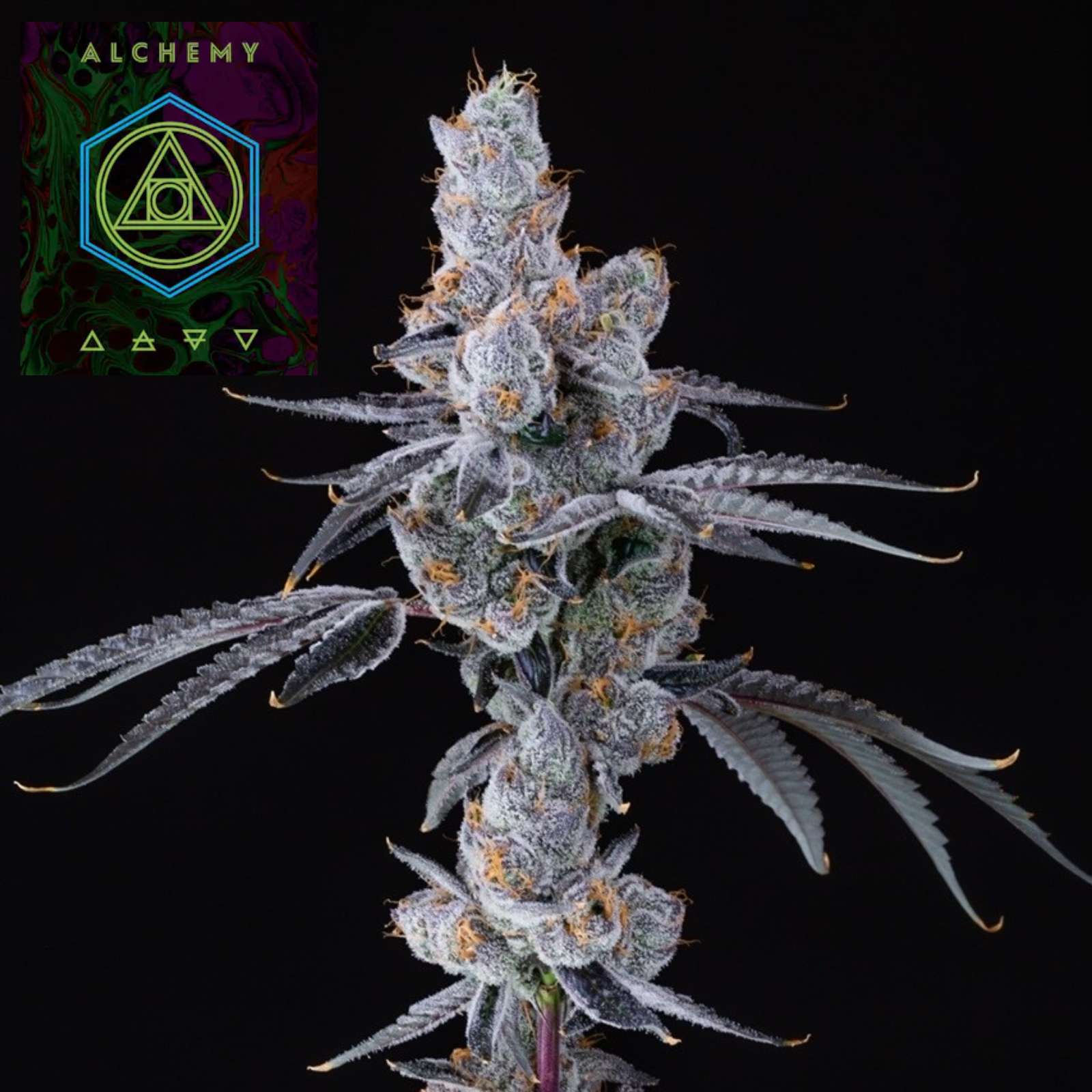 Photograph of product: Lion's Breath (14g Small Buds)