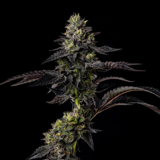Photograph of Product: Tokyo Jam | 3.5g