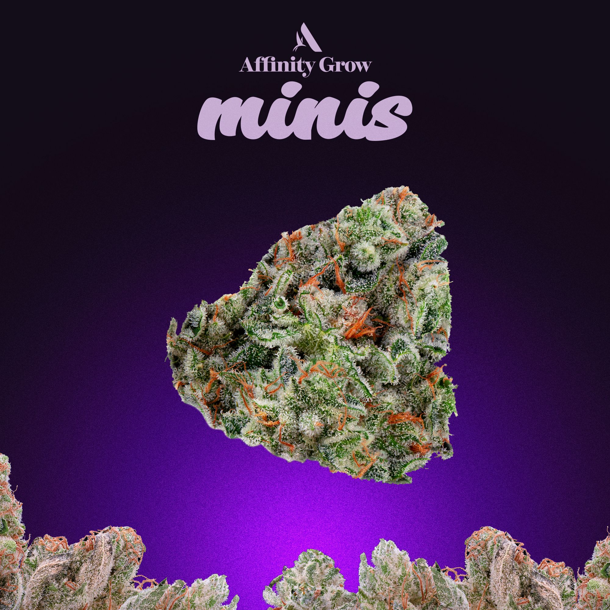Photograph of product: Sunshine Daydream Flower Minis T29.14% I 00611