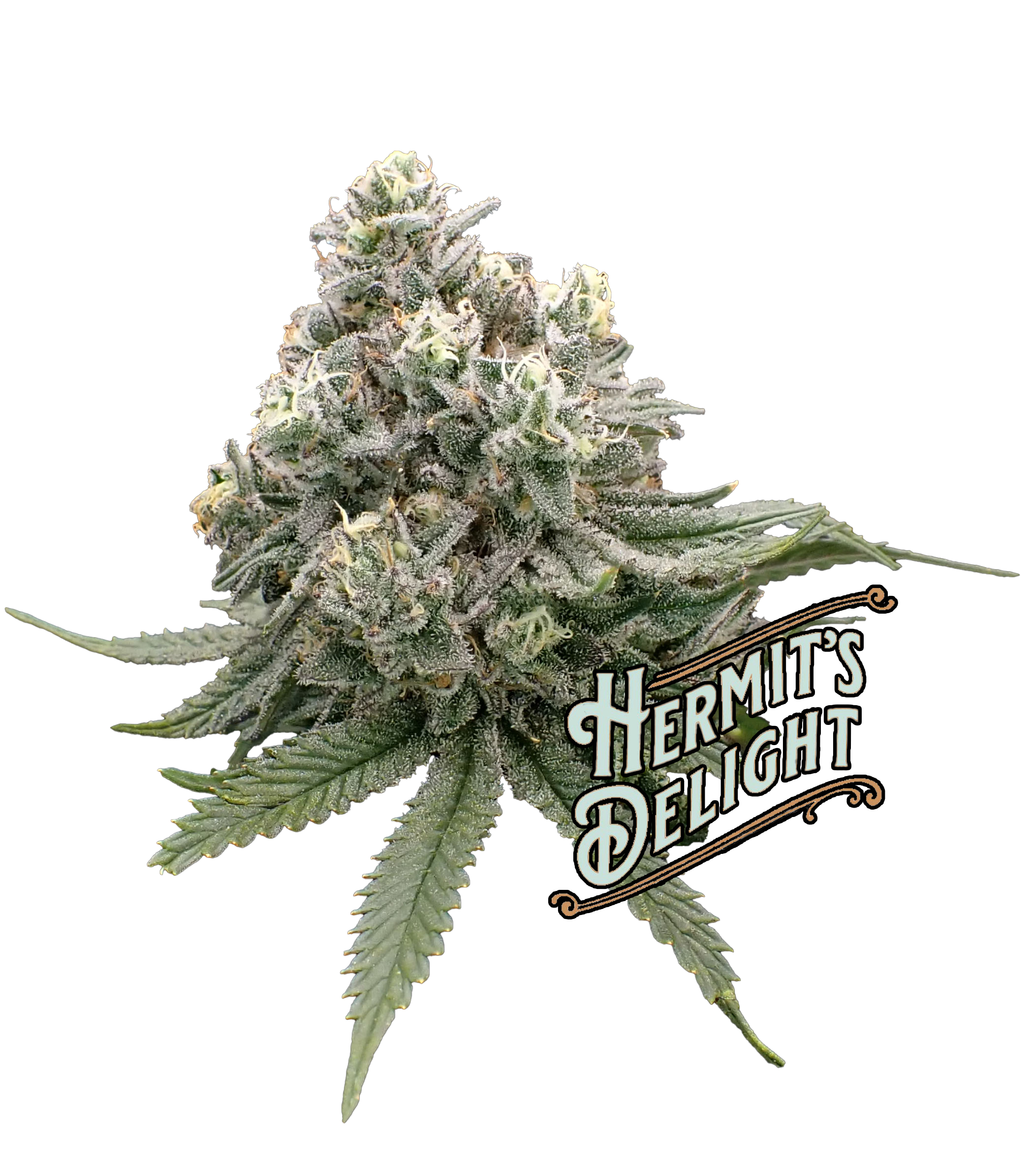 Photograph of product: Miracle Glue (H) - Hermit's Delight - Big Buds Pre-Packaged T2 - 28g