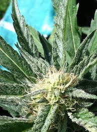 Photograph of product: Dirty Bird - 14g