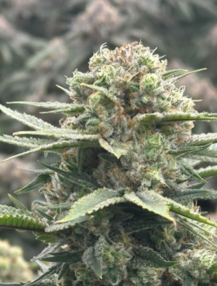 Photograph of product: Grizzly Goo - 3.5g