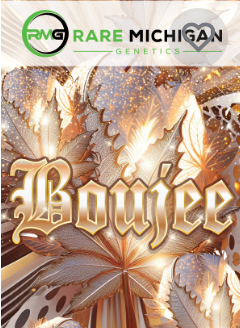 Photograph of product: Rare MI Genetics | Boujee | 3.5g