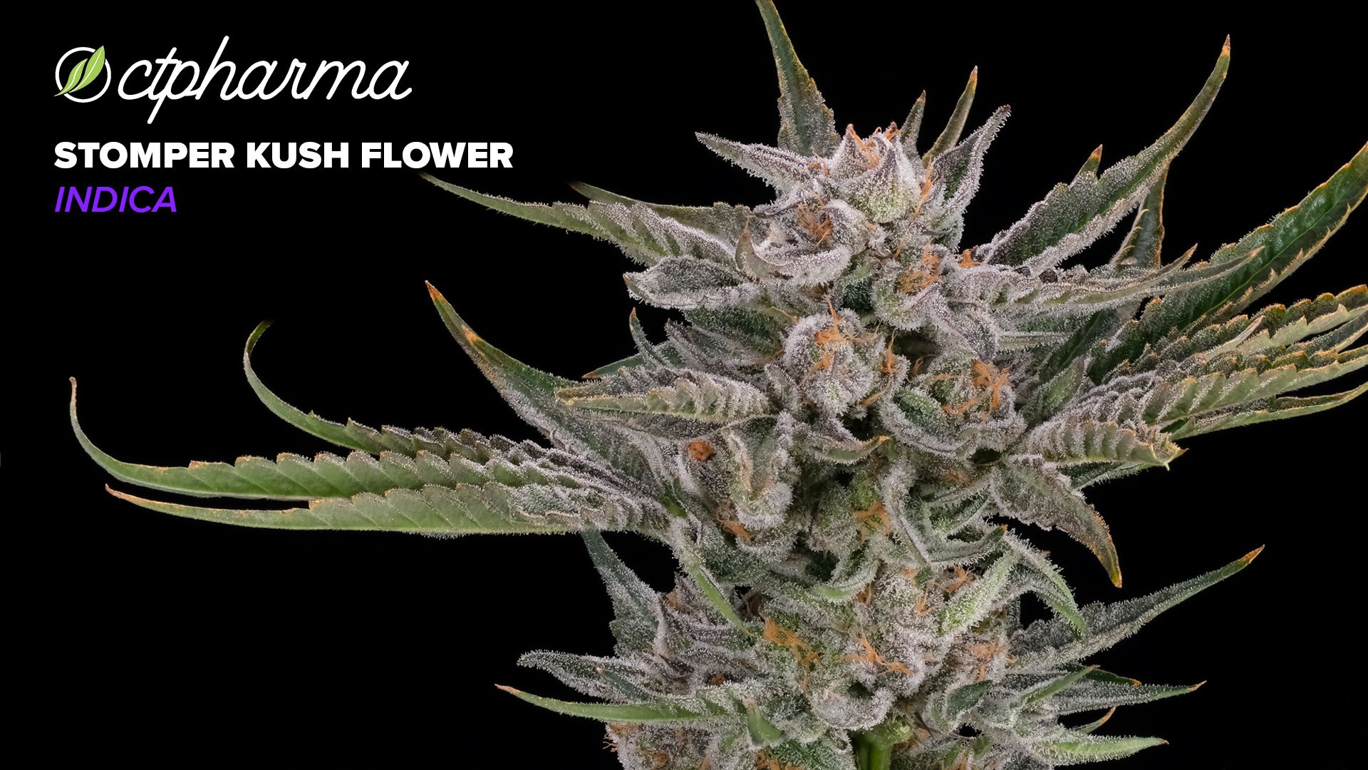 Photograph of product: CTPharma Stomper Kush Flower 24.14% (I) 3.5g - 25755