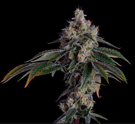 Photograph of product: Focus North | Motor Breath - 28g