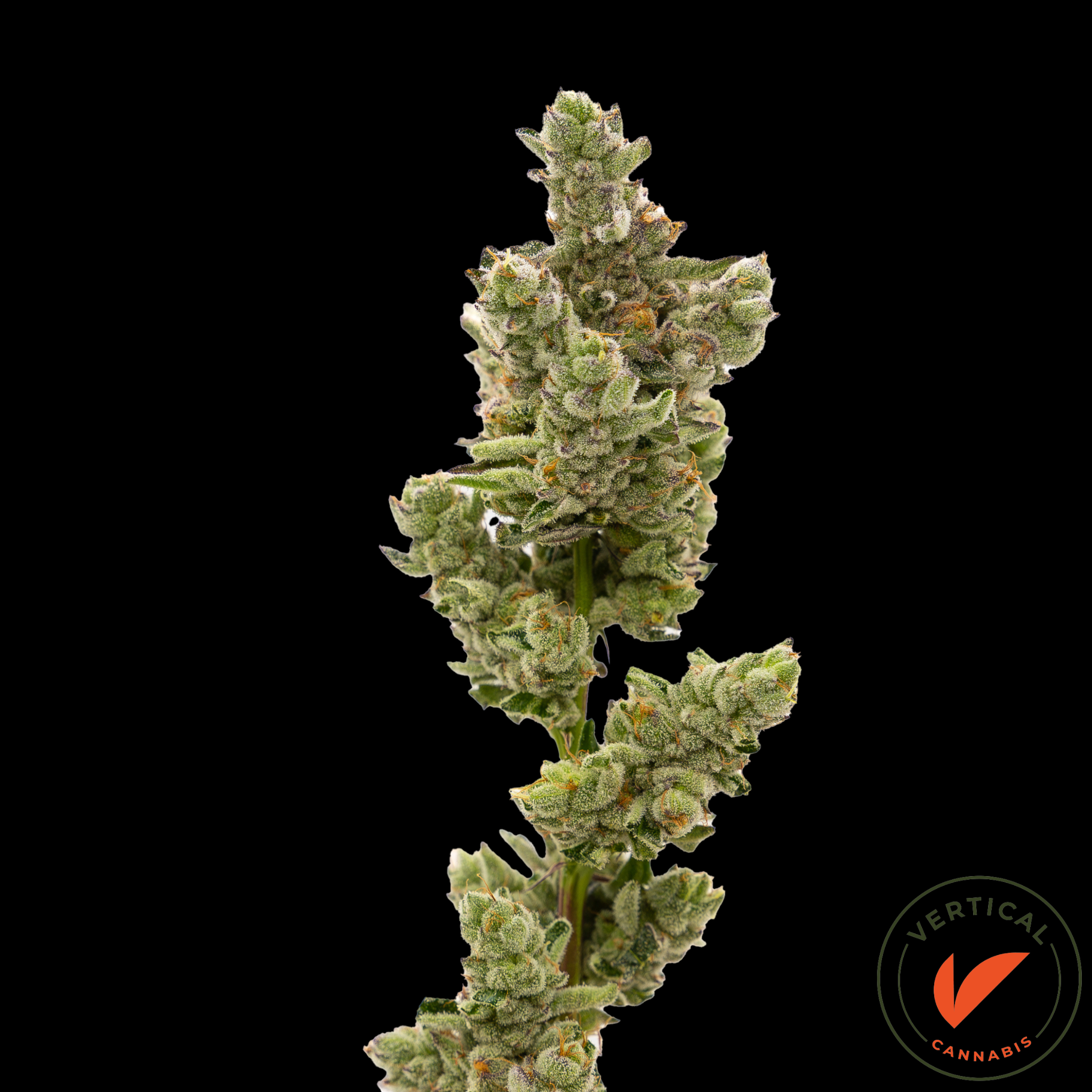 Photograph of product: Scarlett Sparkle | 3.5g