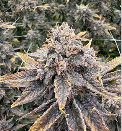Photograph of product: Sour Blueberry | Whole Flower | 3.5g