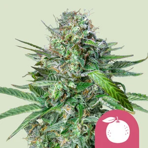 Photograph of product: RQS | Tangie Feminized Seeds | 3pk
