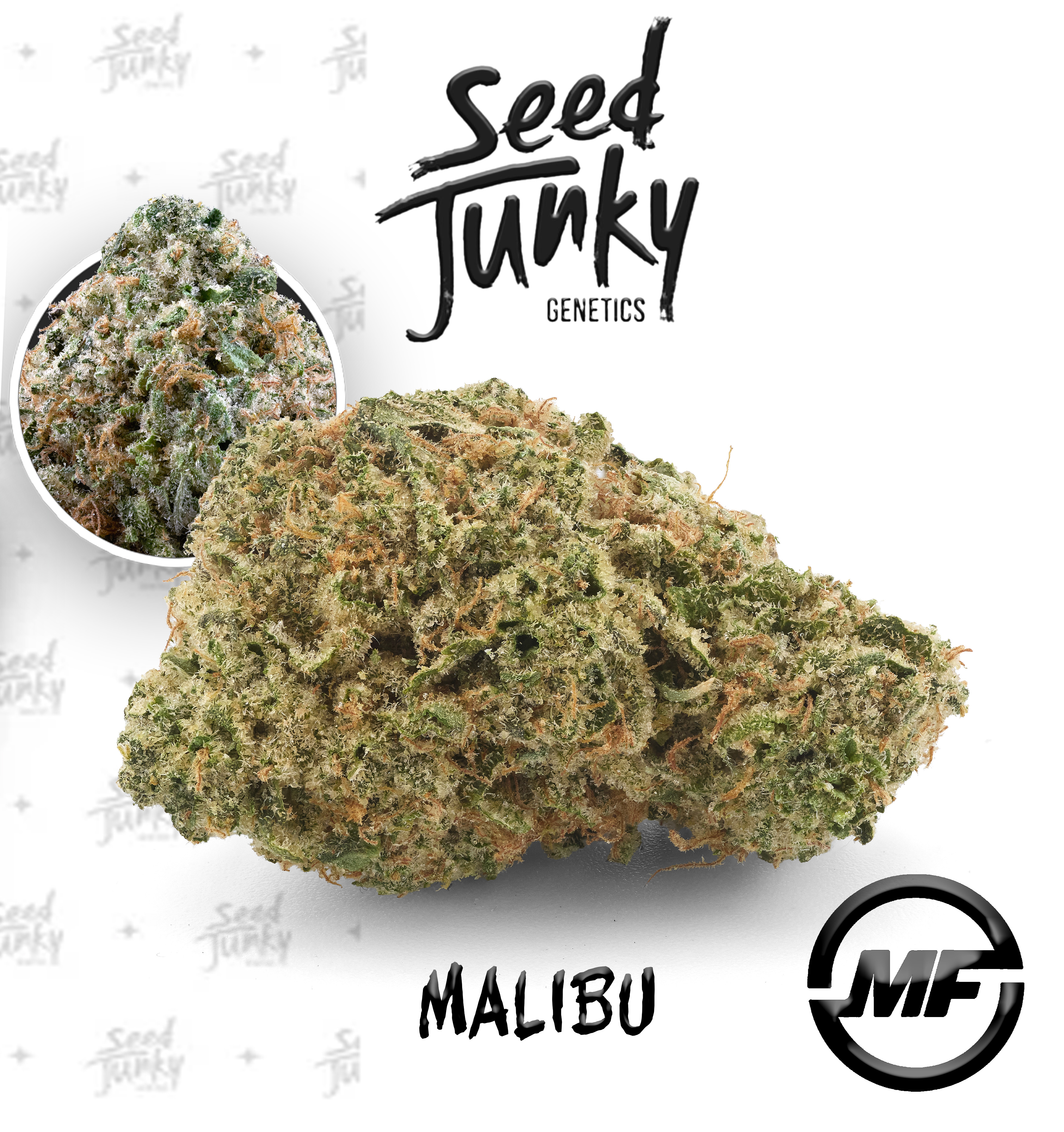 Photograph of product: Seed Junky Primos | Malibu | Bubble au chocolat Infused Multi-Pack | 3g