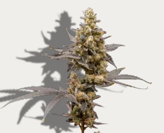 Photograph of Product: Platinum Papaya Mimosa - Vertical Cannabis - 7g Pre-Packaged