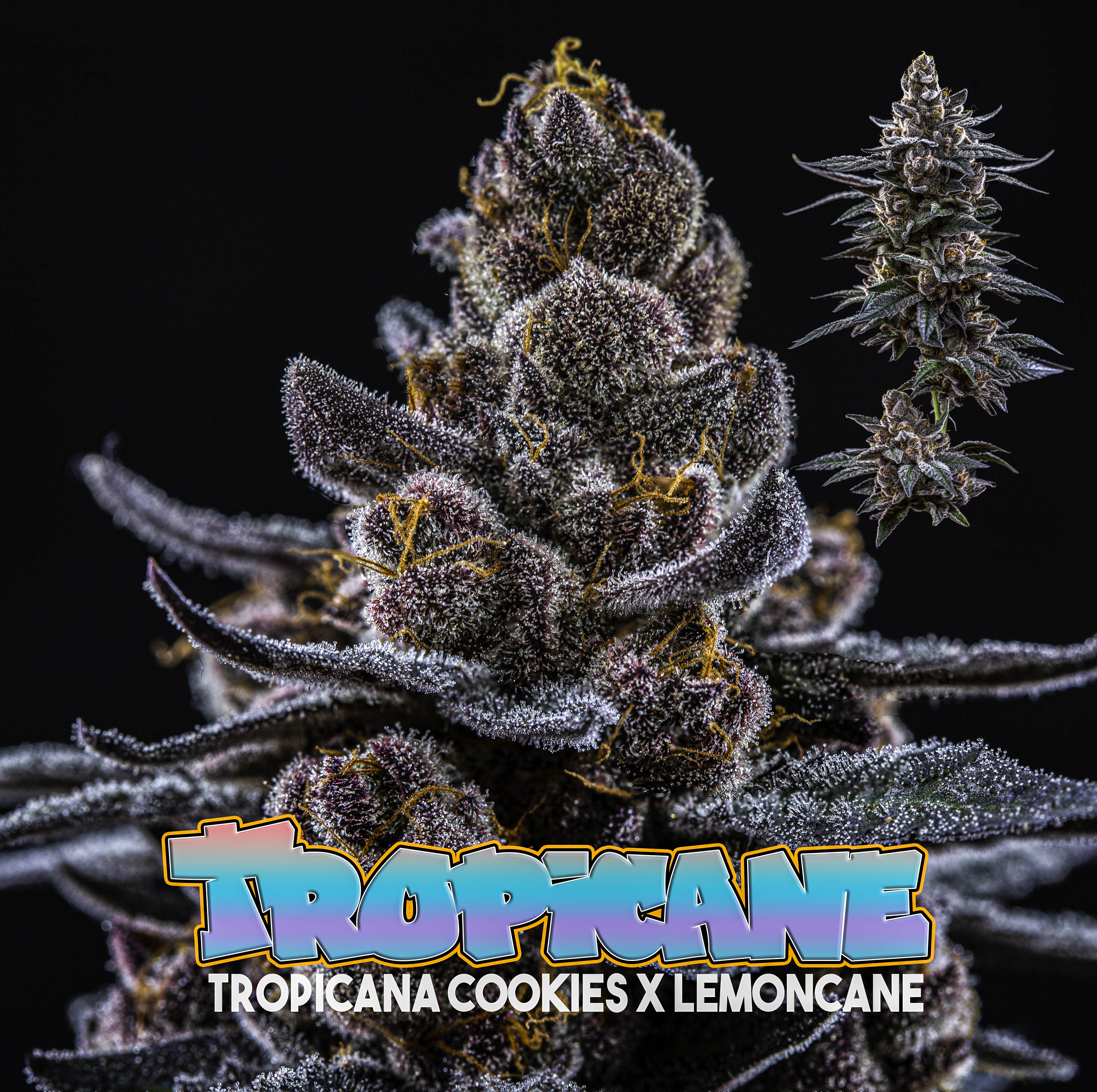 Photograph of product: Tropicane** - 28g