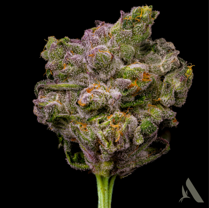 Photograph of Product: Divine OG Flower T22.86% I 00550 - 3.5g