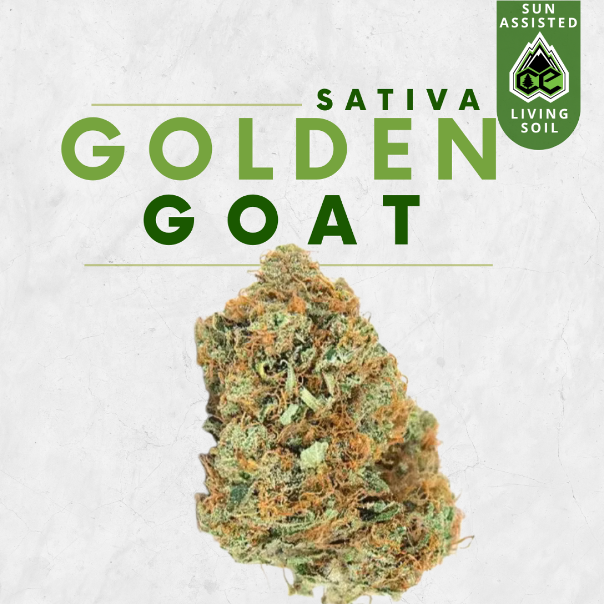 Photograph of product: Golden Goat - 7g