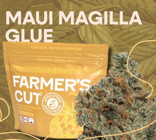 Photograph of product: Maui Magilla Glue Flower | 3.5g - Farmer's Cut