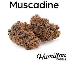 Photograph of product: Hamilton Farms Muscadine 3.5g