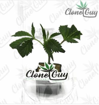 Photograph of product: FROSTED DONUT - CLONE
