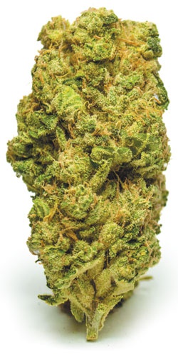 Photograph of product: Dank | Hitman OG | Sungrown Flower | 14g
