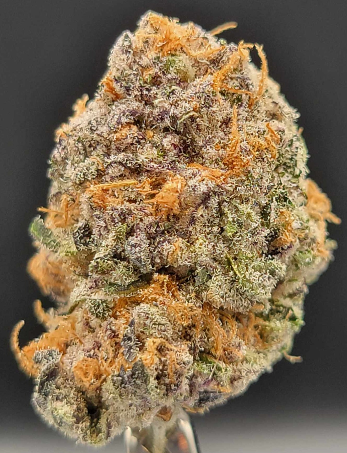 Photograph of product: #5698 Tart Pop | 18.88% ID - 7g