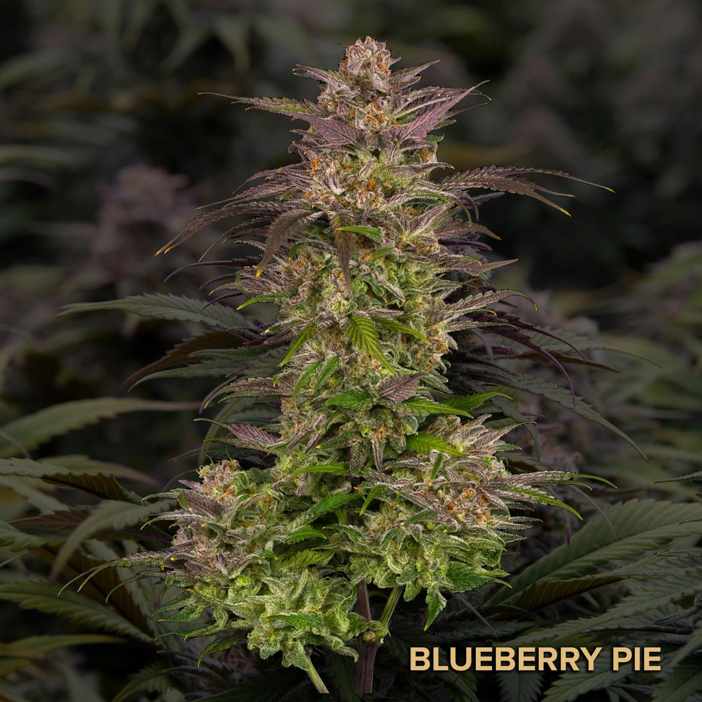 Photograph of product: Blueberry Pie