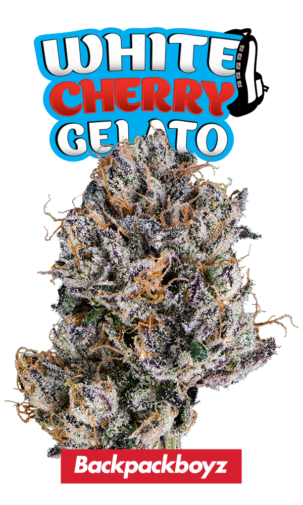 Photograph of product: BackPackBoyz - White Cherry Gelato - Flower - 3.5g