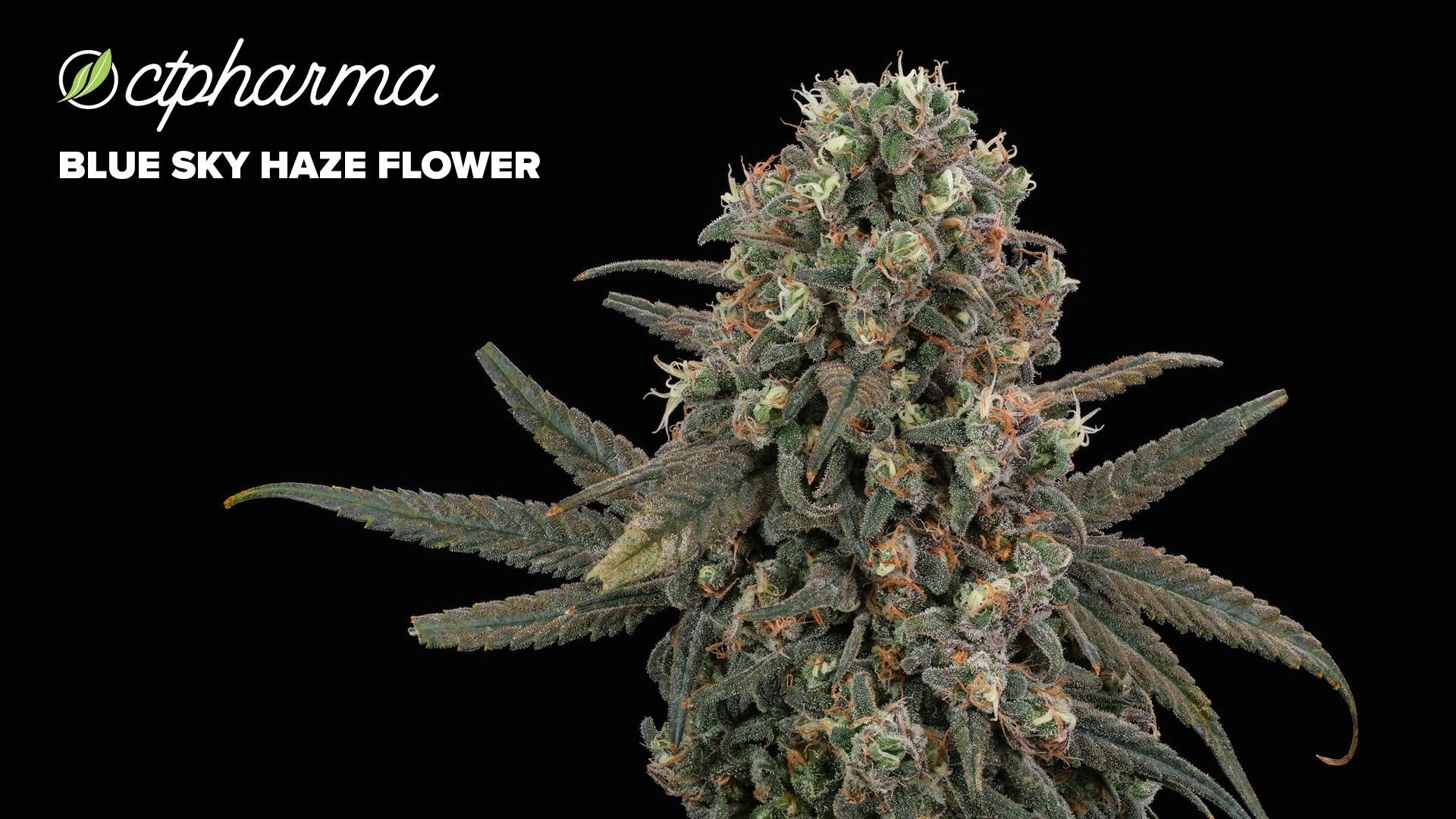 Photograph of product: CTPharma Blue Sky Haze TH-oui:CBD Whole Flower 12.87% (H) 3.5g - 25945