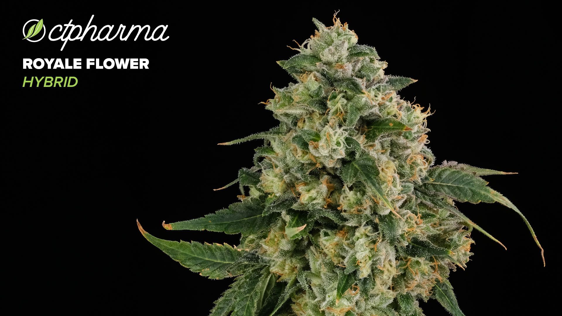 Photograph of product: CTPharma Royale Whole Flower 24.87% (H) 3.5g - 26094