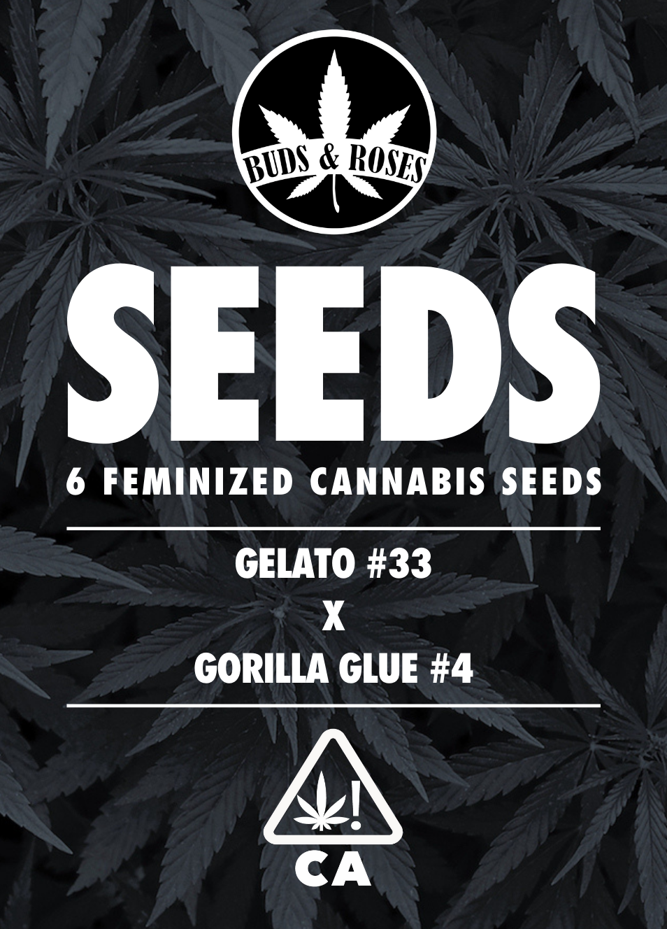 Photograph of product: 6pk Fem Seeds - Gorilla Glue #4 x Gelato #33