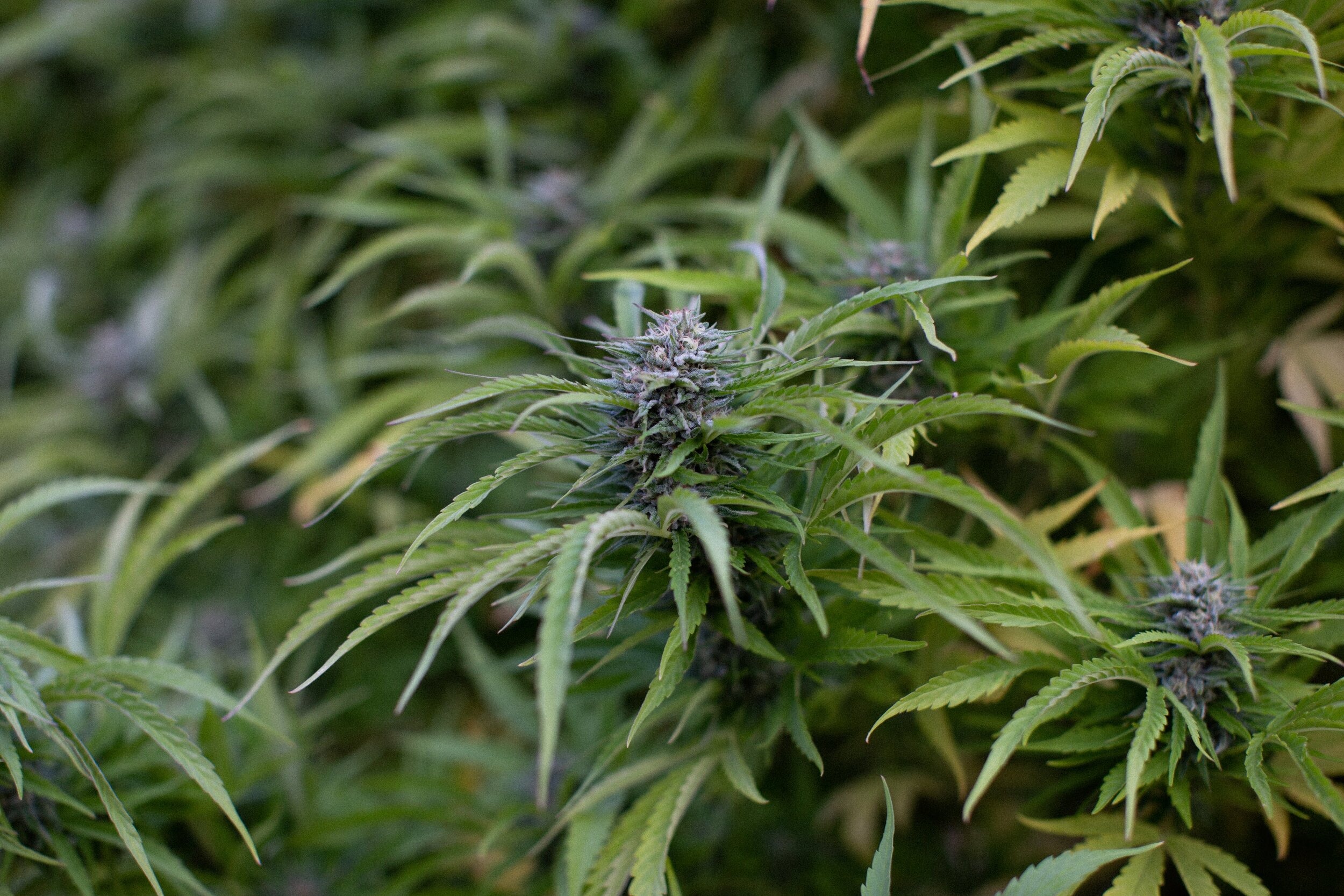 Photograph of product: Flower | Pineapple Kush - 28g