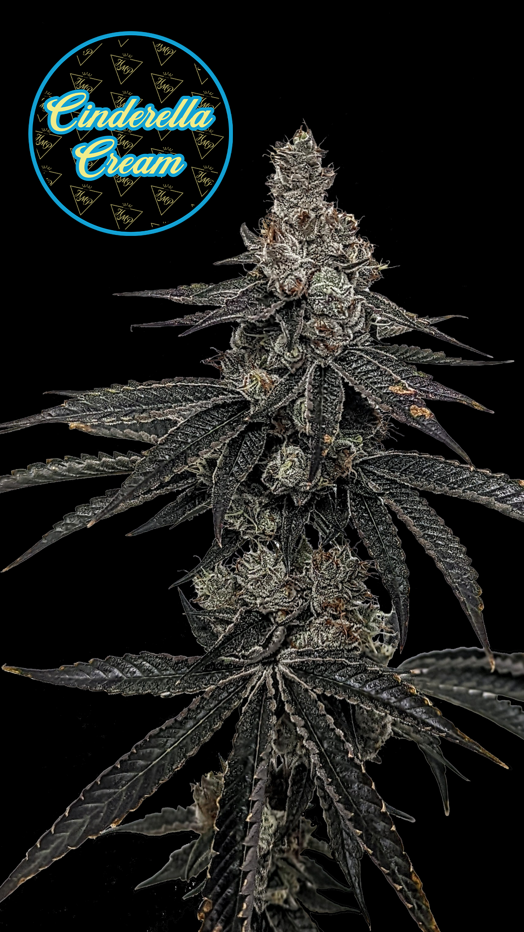 Photograph of product: Cinderella Cream Pre-Roll | 1g
