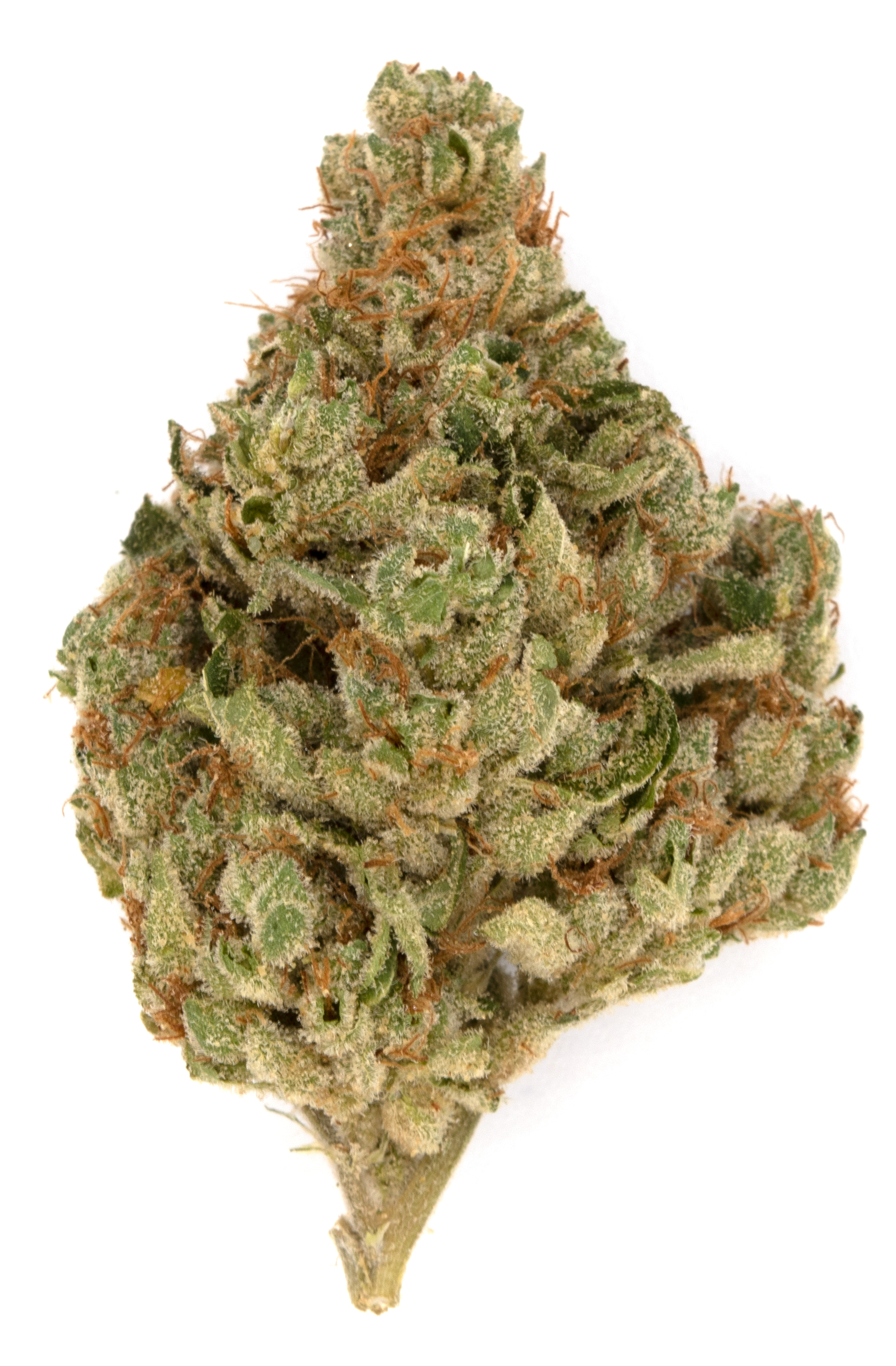 Photograph of product: Forbidden Jelly | Dutch Touch Genetics - 28g