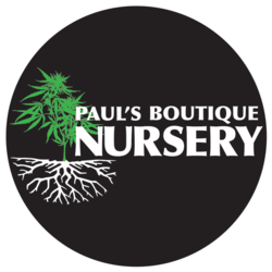 Photograph of product: Paul's - Kool Whip Pre-Roll 2X-.5G