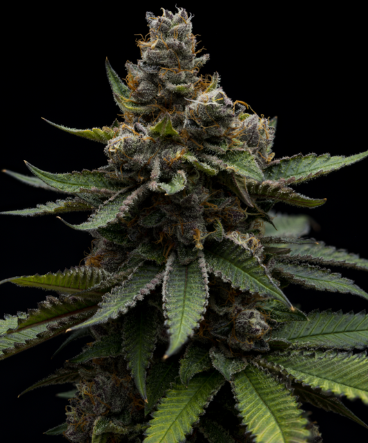 Photograph of product: Strawnana | 1g