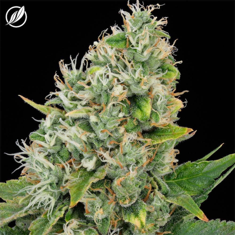 Photograph of product: Scout Breath Flower 3.5g (C0020026196)