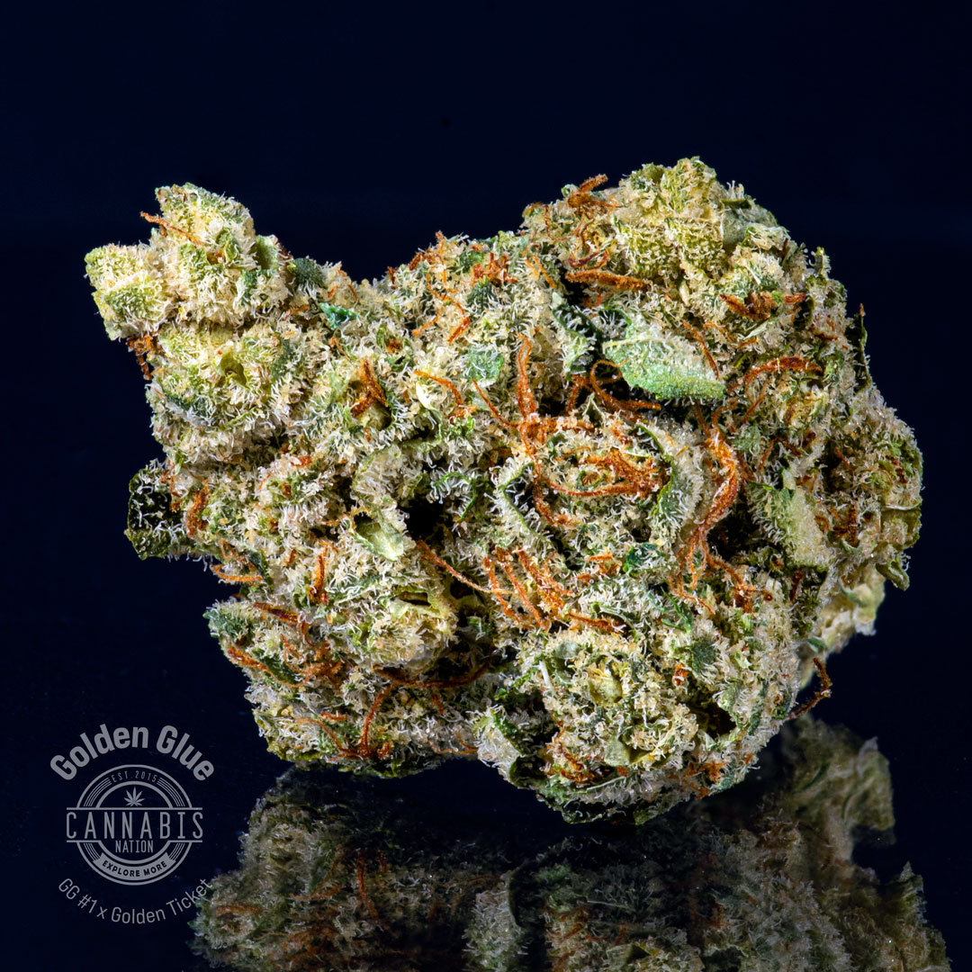 Photograph of product: Flower | Golden Glue - 28g