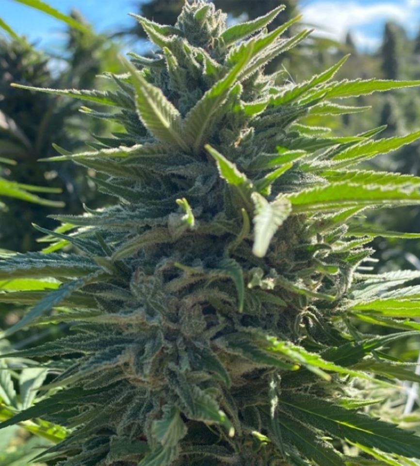 Photograph of product: Fatso | Auto Flower | Seeds | 3pk